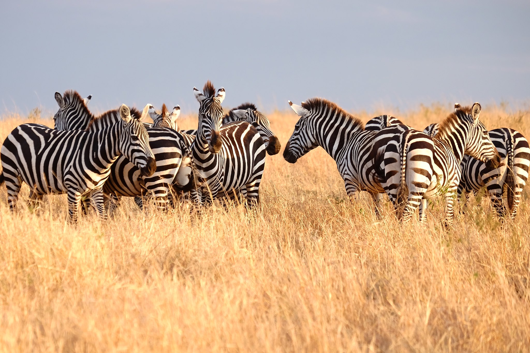 Zebras attending Zebra school in the wild